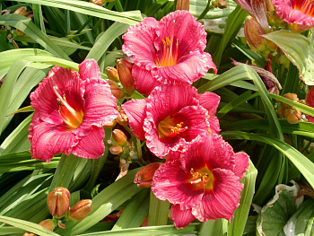 Лилейник гибридный Силоам Джим Купер НАБОР 2ШТ (1+1)