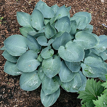 Хоста гибридная Муди Блюз НАБОР 2ШТ (1+1)