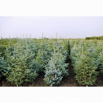 Ель колючая Глаука Аризона Ель колючая Глаука Аризона