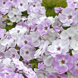 Флокс метельчатый Ганс Вольмёллер