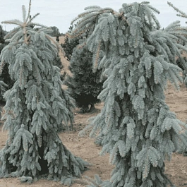 Ель колючая Pendula