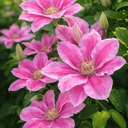 Клематис Pink Beauty