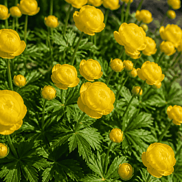 Купальница европейская Lemon Supreme