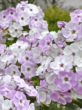 Флокс метельчатый Ганс Вольмёллер