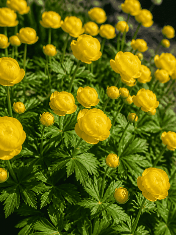 Купальница европейская Lemon Supreme