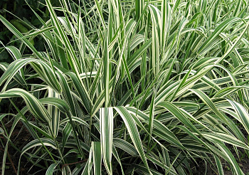 Фалярис тростниковый Пикта