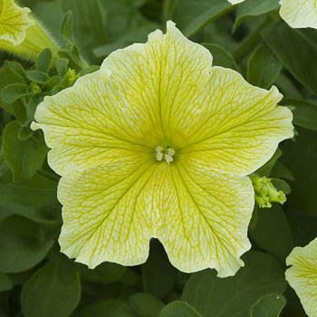 Петуния Fanfare Deep Yellow