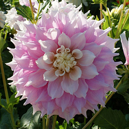 Георгина Декоративная Гиттс Перфекшн