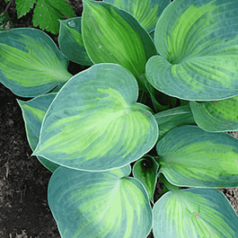 Хоста Blue Circle