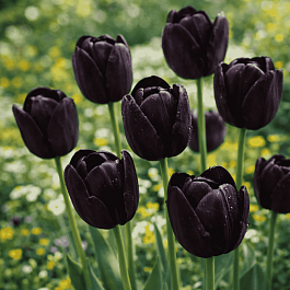 Тюльпан триумф Queen of Night