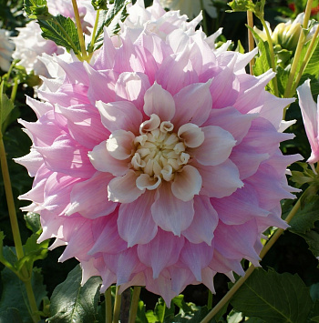 Георгина Декоративная Гиттс Перфекшн