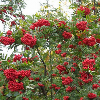 Рябина Десертная