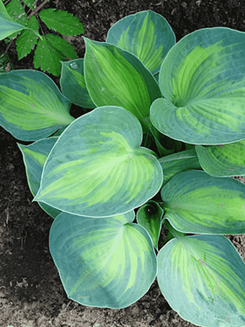 Хоста Blue Circle