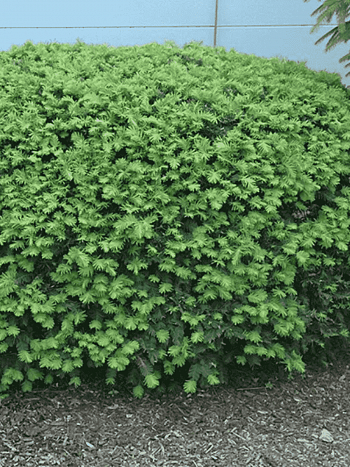 Тис средний Densiformis