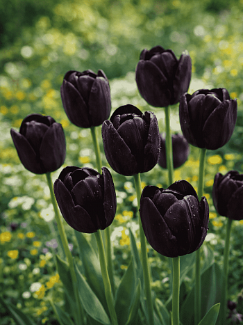 Тюльпан триумф Queen of Night