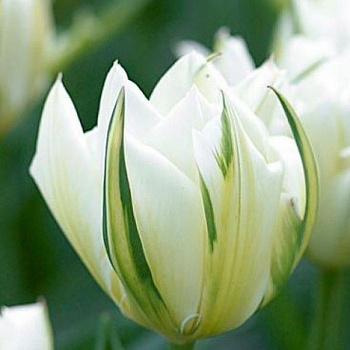 Тюльпан Экзотик Пуриссима