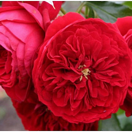 Роза Кордес флорибунда Роткепчен Роза Кордес флорибунда Роткепчен