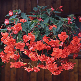 Бегония клубневая Сан Дансер Салмон