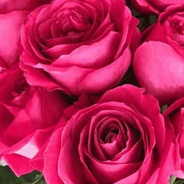 Роза чайно-гибридная Pink Floyd