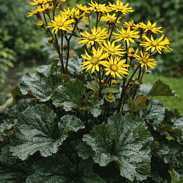 Бузульник зубчатый Othello