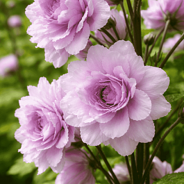 Дельфиниум культурный CHA CHA