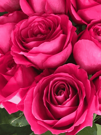 Роза чайно-гибридная Pink Floyd