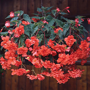 Бегония клубневая Сан Дансер Салмон Бегония клубневая Сан Дансер Салмон