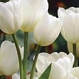 Тюльпан Weisse Berliner