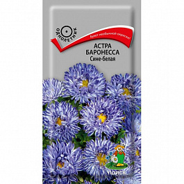 Астра Баронесса Сине-белая