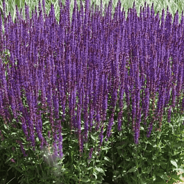 Шалфей дубравный Caradonna