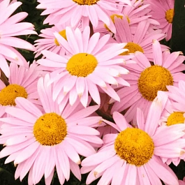 Пиретрум розовый Robinson Rose