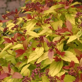 Спирея японская Magic Carpet