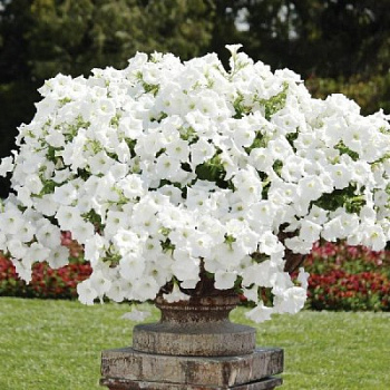 Петуния ампельная F1 Изи Вейв	Вайт