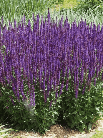 Шалфей дубравный Caradonna