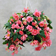 Бегония Клубневая Cascade pink