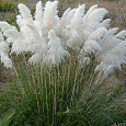 Кортадерия Селло White Plume