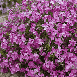 Флокс шиловидный Millstream Daphne