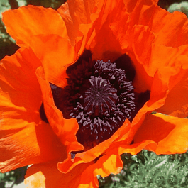 Мак восточный Glowing Amber