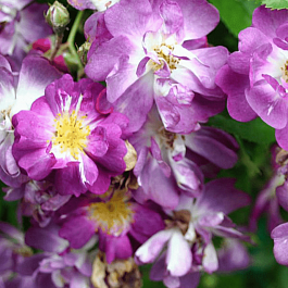 Роза Плетистая Veilchenblau