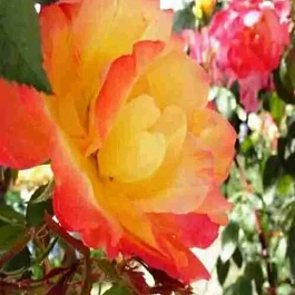 Роза плетистая Полька-бабочка