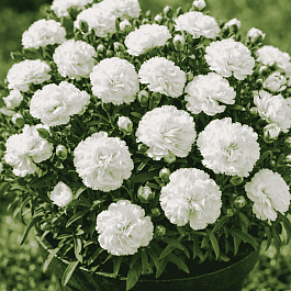 Гвоздика садовая Code White