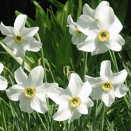 Нарцисс Recurvus