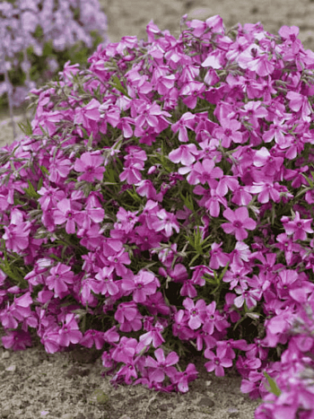 Флокс шиловидный Millstream Daphne