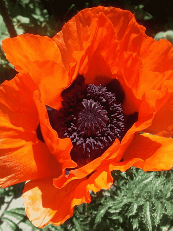 Мак восточный Glowing Amber