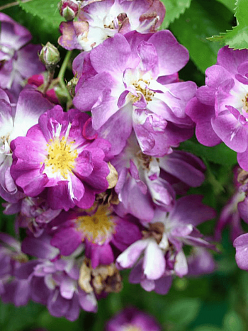 Роза Плетистая Veilchenblau
