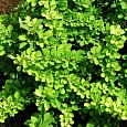 Барбарис Тунберга Green Sapphire