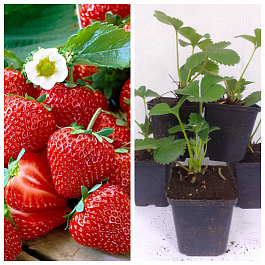 Земляника садовая Сальса НАБОР 5ШТ