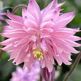 Аквилегия Rose Barlow