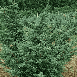 Можжевельник китайский Blue Alps