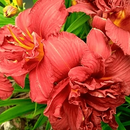 Лилейник Double Firecracker